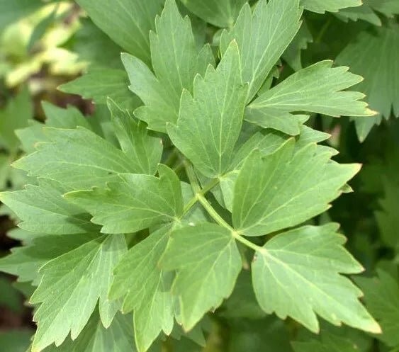 Lovage Seeds 200+ Non-GMO Perennial Herb for Cooking Soups & Stews Levisticum officinale