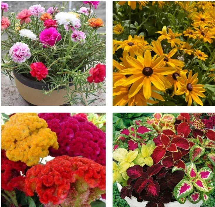 Flower Seeds Collection - 4 Varieties: Rose Moss, Black Eyed Susan, Coleus, Celosia Cristata - Non-GMO Garden Seeds