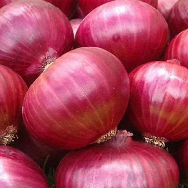 Red Grano Onion Seeds | Heirloom Non-GMO Vegetable Seed | Allium cepa | 100 Seeds for Home Garden