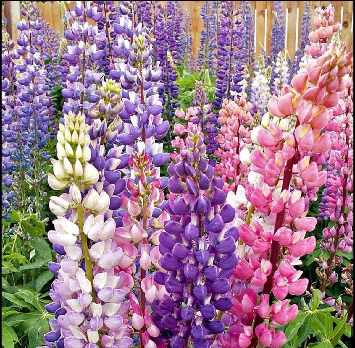 Lupine Seeds - 50+ Non-GMO Russell Strain Mixture - Lupinus polyphyllus - Vibrant Blue, Purple, Pink, White Blooms