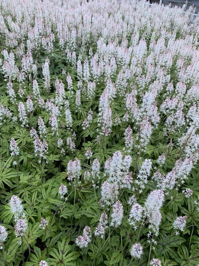 Foam Flower Live Plant - 4-Inch Pot - Tiarella 'Candy Striper' - Pink Striped Flowers - Shade Tolerant Garden Plant