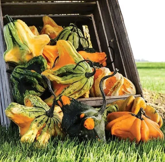 Gremlins Gourd Seeds for Planting | Unique Decorative Gourds | Cucurbita pepo | Vibrant Fall Décor