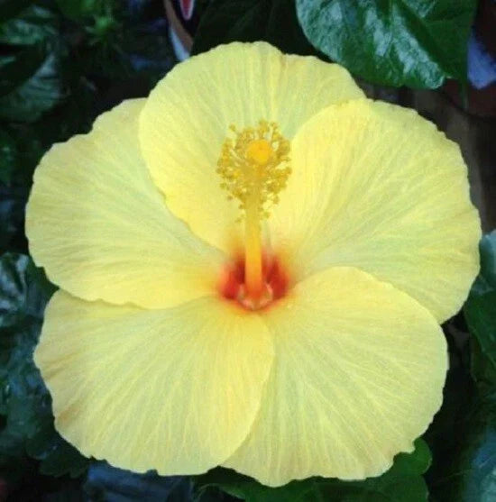 Light Yellow Hibiscus Seeds - 20 Perennial Flower Seeds - Hibiscus rosa-sinensis - Fast Growing, Pollinator Friendly