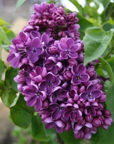 Purple Lilac Seeds - 25 Count - Fragrant Hardy Perennial Flower - Syringa vulgaris - Easy to Grow for Garden & Landscape