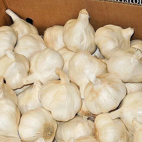 California White Garlic Bulbs 5-Pack, Softneck Artichoke, Allium Sativum, Gilroy Grown, Easy Grow Culinary Herb