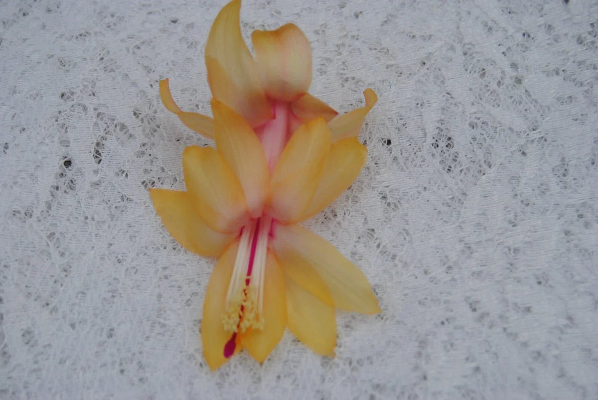 Christmas Cactus Starter Plant - Small Well-Rooted Cebeline Variety - Schlumbergera Truncata - Indoor Succulent