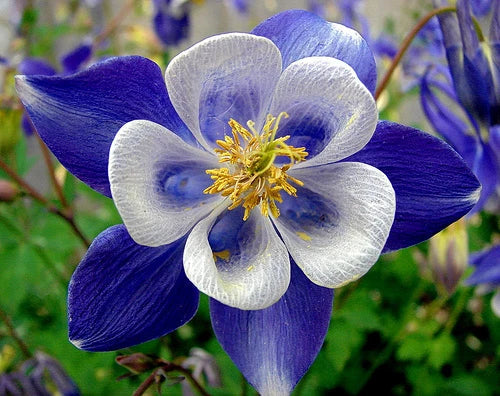 Columbine Seeds - 50 Perennial Bright Blue & White Flowers - Aquilegia caerulea - Easy Grow US Seller