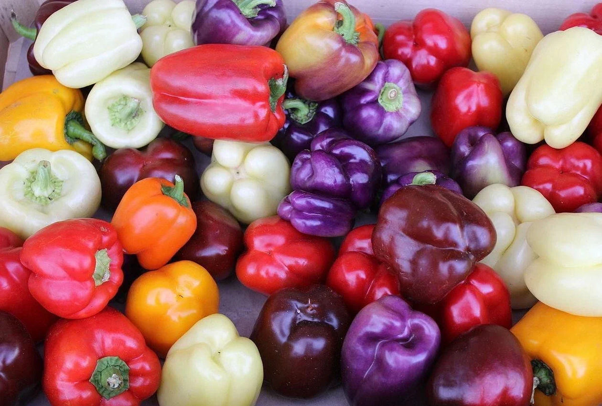 Rainbow Bell Pepper Seed Mix - 30+ Seeds - Colorful Variety - Capsicum annuum - 7 Strains for Vibrant Garden Harvest