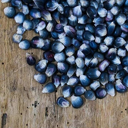 Blue Corn Seeds - 25 Pack - Kathy's Exotic Variety - Zea Mays Everta - Perfect for Home Garden & Blue Popcorn