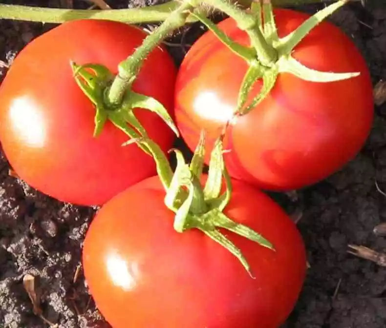 New Yorker Tomato Seeds 50 Ct Heirloom Non-GMO Vegetable Garden Seeds (Solanum lycopersicum) for Juicy Harvests