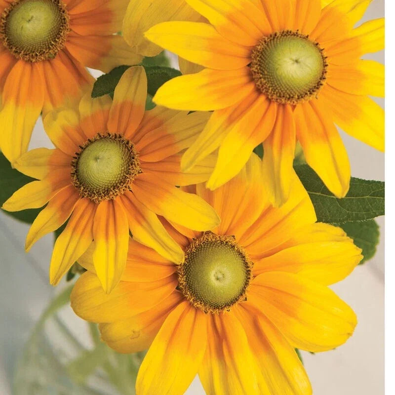 Rudbeckia Seeds - 30 Fresh Seeds - Irish Eyes Green Eye Susan (Rudbeckia hirta) - Vibrant Yellow & Green Blooms for Gardens