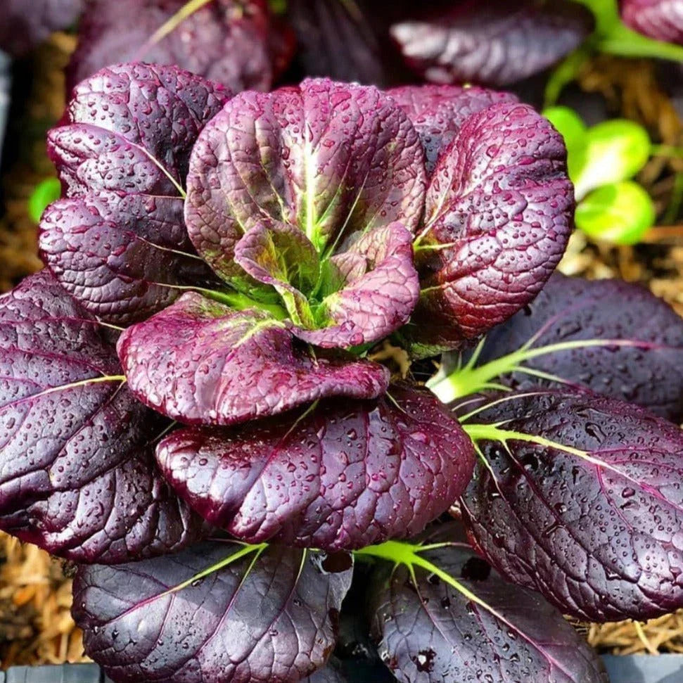 Purple Lady Bok Choy Seeds - 500+ Count - Brassica rapa - Non-GMO Pak Choi for Home Garden and Container Planting