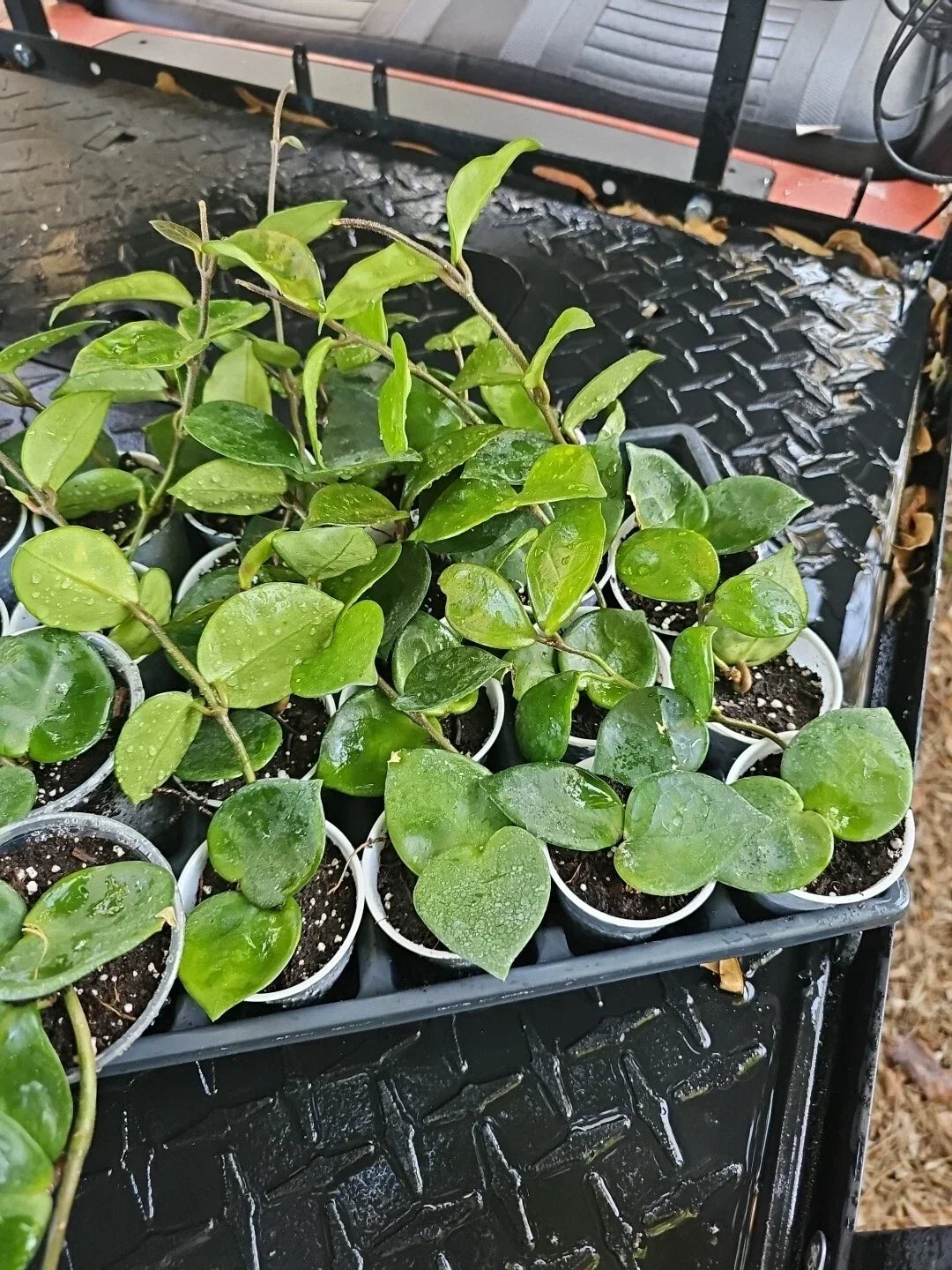 Hoya Carnosa Krinkle 8 Chelsea Live Plant 6" Long - Rare Indoor Houseplant for Gardening - Hoya carnosa