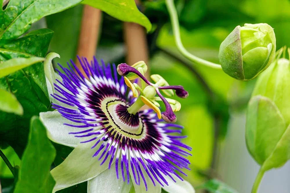Passion Flower Seeds - 50+ Exotic Seeds for Planting - Passiflora edulis - Butterfly Friendly - Ships from Iowa, USA