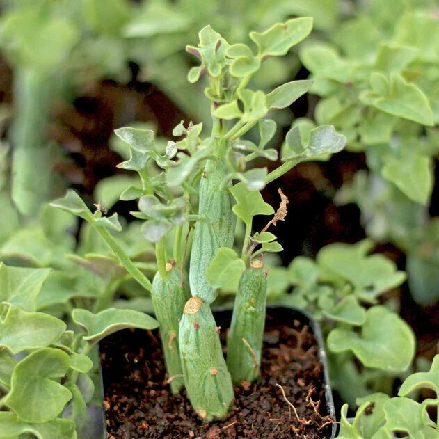 Candle Plant 4" Potted Rare Senecio Articulatus Succulent - Unique Curiously Shaped Indoor/Outdoor Houseplant