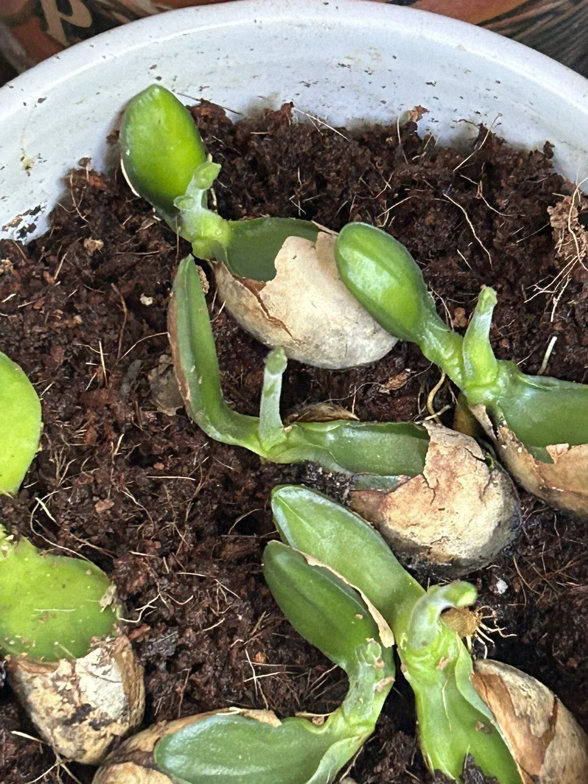 Jackfruit Seedlings - 5 Live Plants in Nursery Pots - Artocarpus heterophyllus - Fast-Growing Tropical Fruit Plants