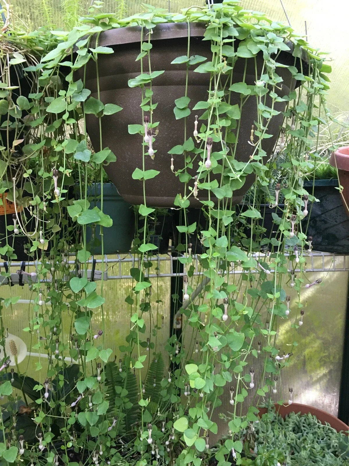 String of Hearts Cuttings 8" - Ceropegia woodii - Rosary Vine - Live Plant for Propagation - 12 Cuttings, Freshly Cut to Order