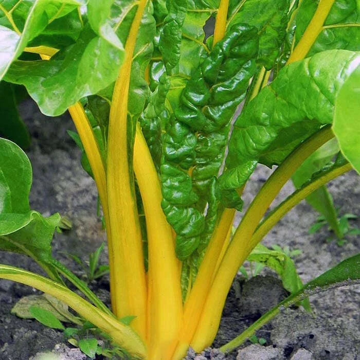 Canary Yellow Swiss Chard Seeds 100 Ct Non-GMO Vegetable Garden Seeds Beta vulgaris - Vibrant Color for Healthy Meals