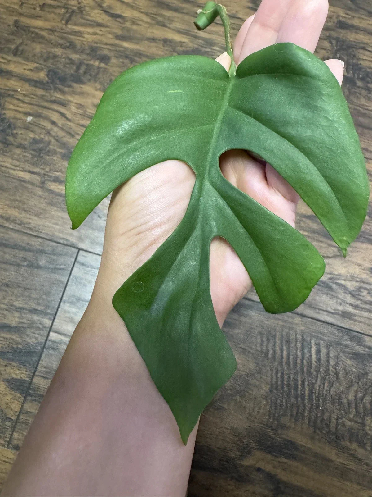 Monstera Minima Cutting - Rare Houseplant - Monstera adansonii var. minima - Deep Green, Glossy Leaves for Indoor Decor