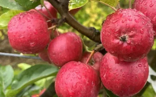 Wickson Crabapple Seeds - 25 Pack - Malus domestica 'Wickson' - Ideal for Garden Planting and Landscaping - USA