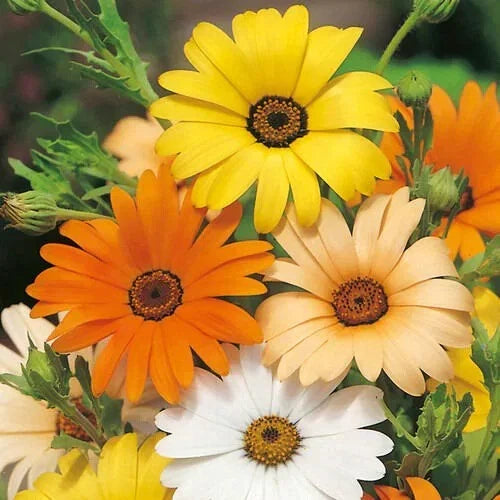 African Daisy Seeds - Heirloom Non-GMO Flower Seeds - Dimorphotheca spp. - Colorful Blooms for Garden - Pack of 50