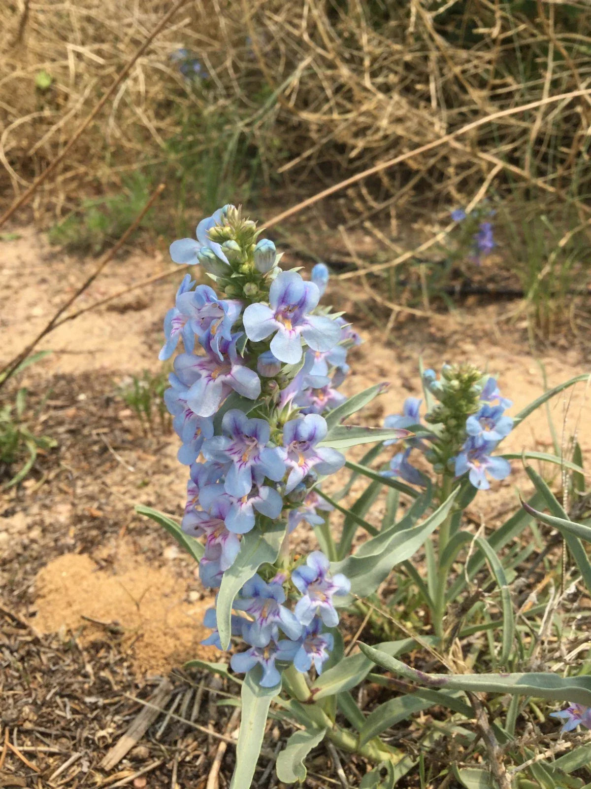 Narrowleaf Beardtongue Seeds | Drought-Tolerant Perennial | Penstemon angustifolius | Native Flowering Plant Seeds