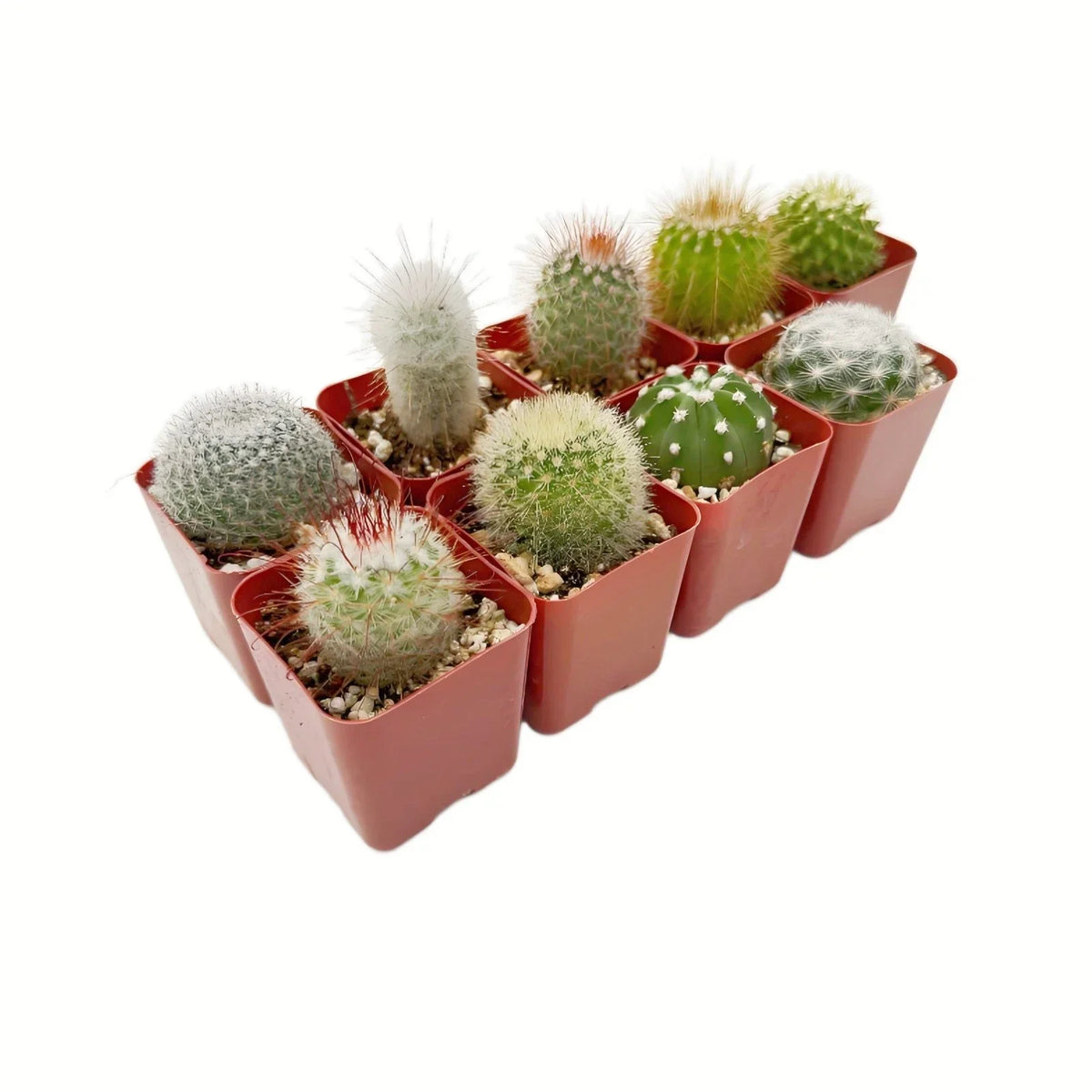 Live Cactus Collection of 9 Real Succulent Plants - Indoor Outdoor Decor - Cactaceae - Low Maintenance Gardening Gifts