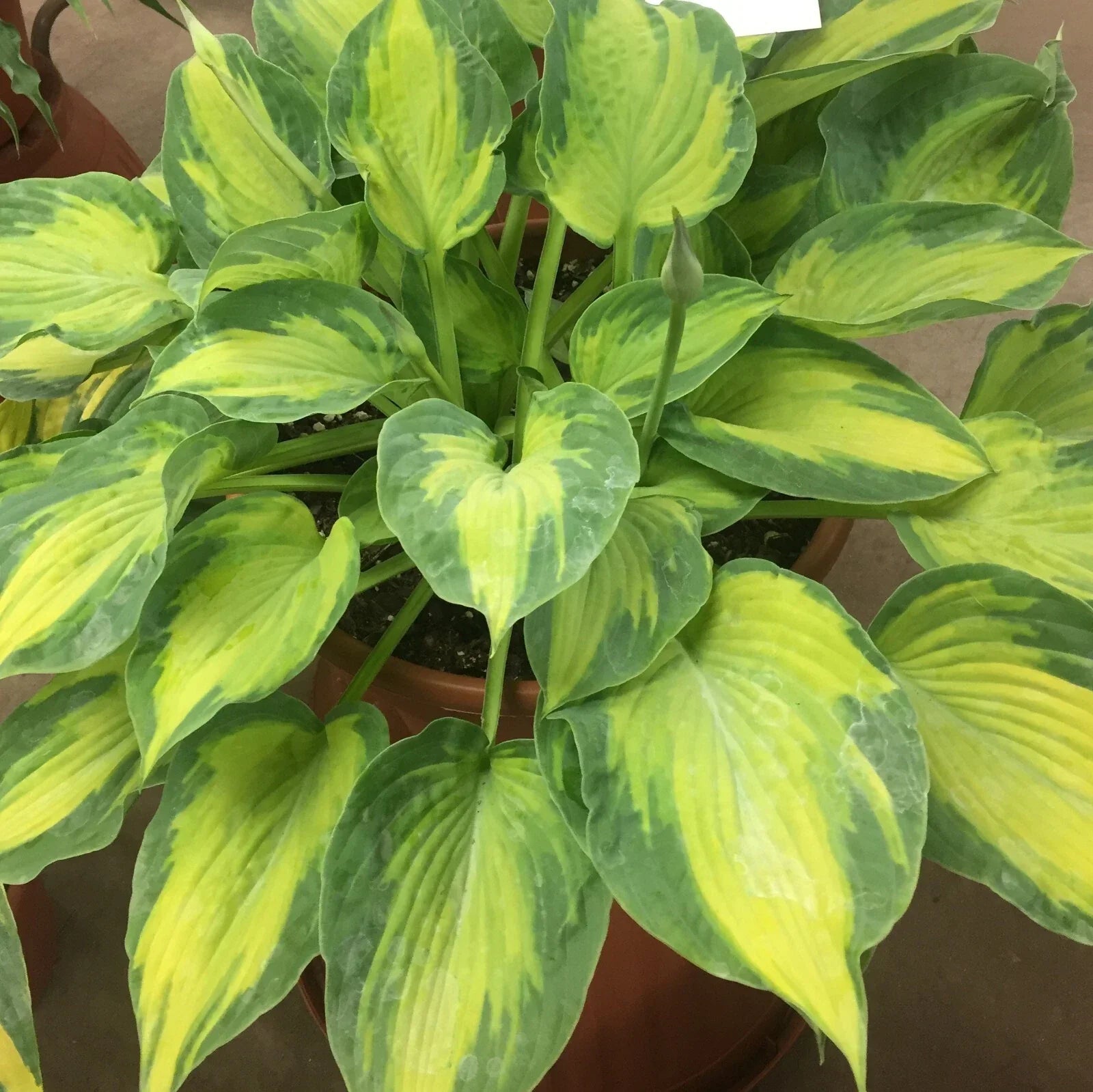 Hosta Plant in 5.25" Pot | Sister Act Variety | Colorful Shade Perennial | Hosta spp.