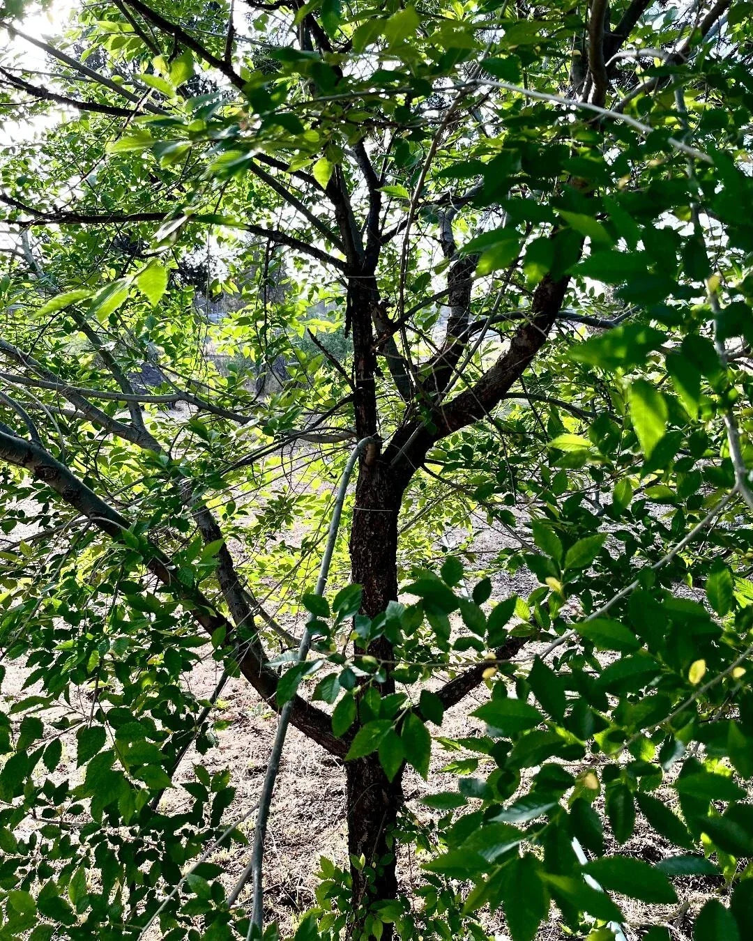 Organic Elm Tree Cuttings 6" Long, Non-Rooted, 4 Count - Ulmus spp., Sustainable Gardening in U.S.A.