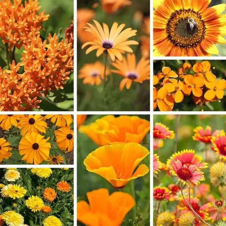 Orange Wildflower Seed Mix - 200 Organic Non-GMO Seeds - USA Blend - Various Species for Gardens & Landscapes