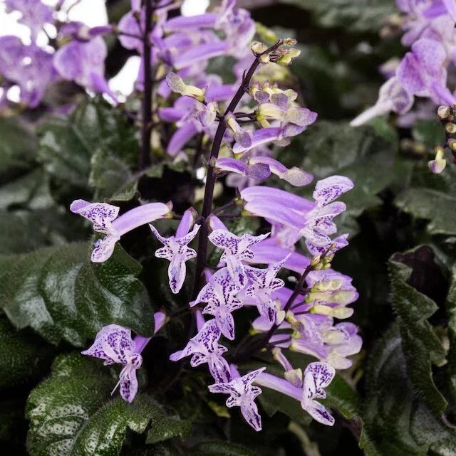 Purple Swedish Ivy - 1 Pot (2 Plants) - Fast-Growing Trailing Vine - Plectranthus australis - Indoor Air Purifying Plant
