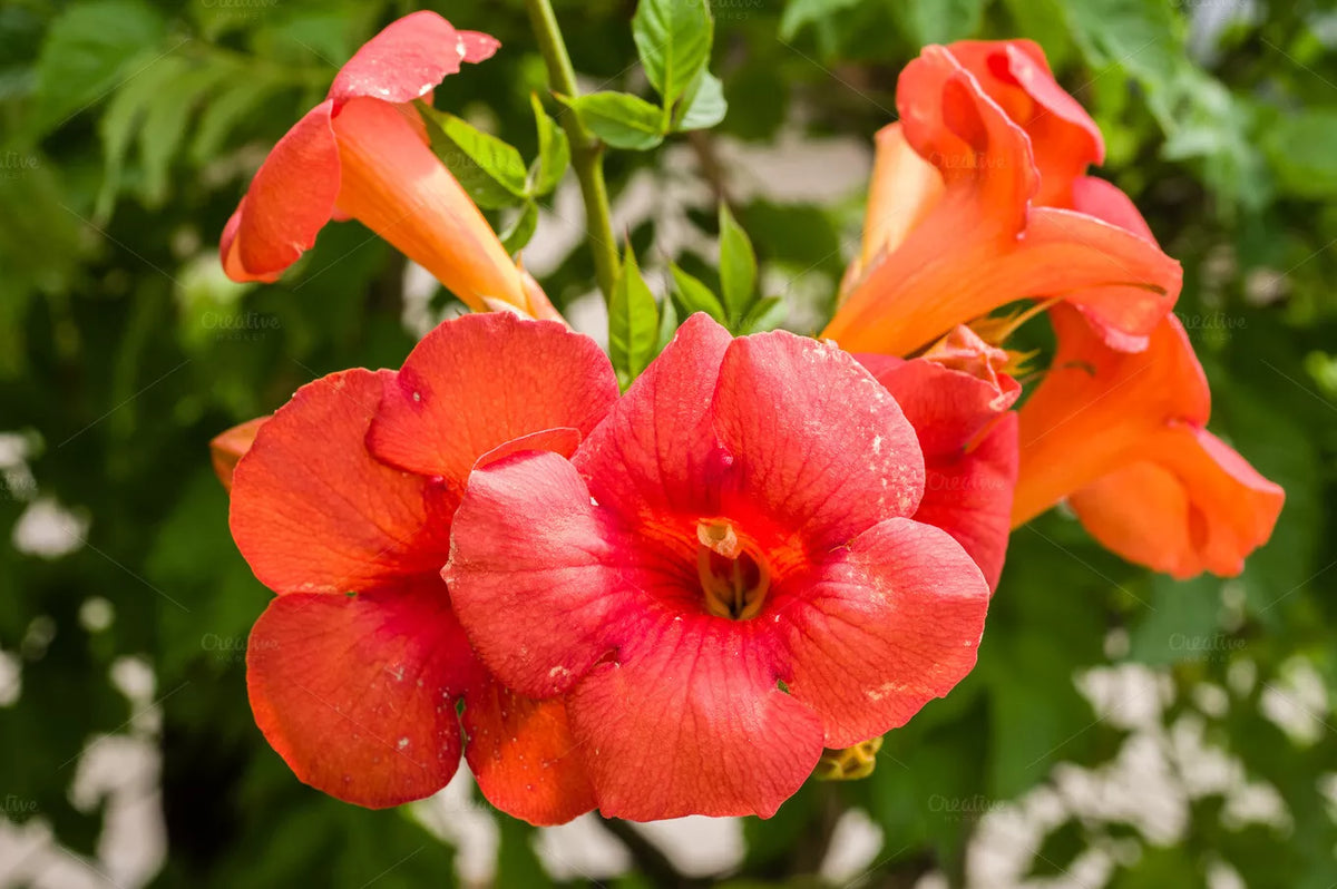 Orange Trumpet Vine Cuttings Set of 12 Hummingbird Vine Campsis Radicans Bright Orange Blooms Unrooted Cuttings