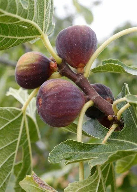 Fruiting Fig Tree 3-Gallon 'Olympian' Ficus Carica Live Plant - Edible Fruit for Home Garden - Compact & Easy Care