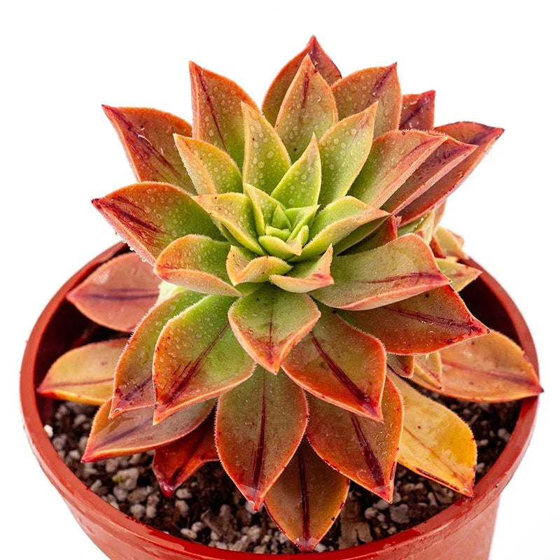 Aeonium Leucoblepharum 6" Potted Plant - Unique Designer Succulent with Striking Foliage - Indoor/Outdoor Decor