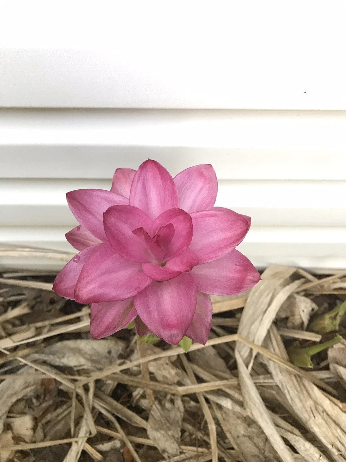 Ginger Rhizomes 3-Pack Hidden Pink Flowering Curcuma petiolata Jewel of Thailand Tropical Plant Starts