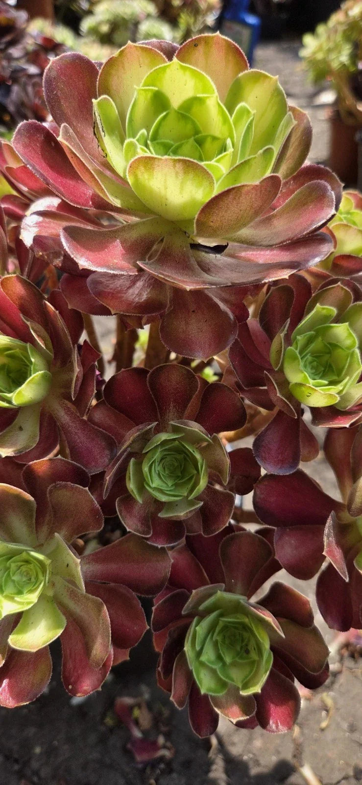 Aeonium Cutting | Shaohua/Glorious Youth | Succulent Plant | Aeonium 'Shaohua' | Easy Care Indoor/Outdoor