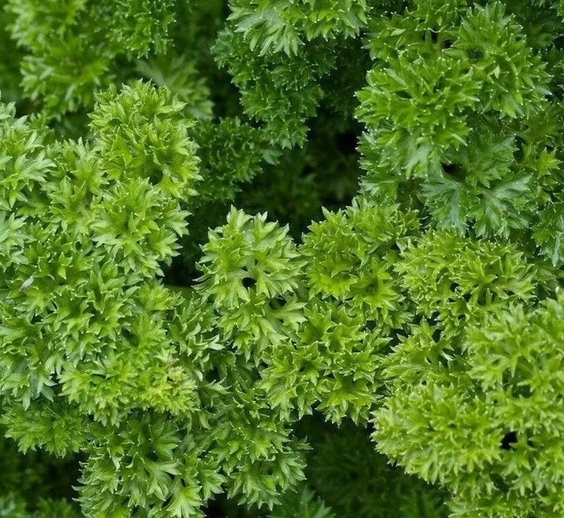 Moss Curled Parsley Seeds 500+ Pack - Culinary Herb for Garden, Petroselinum crispum, Vibrant Green Flavor