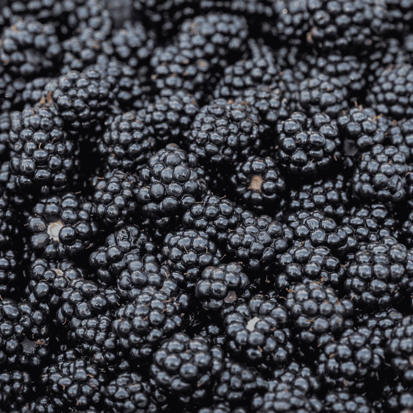 Prime-Ark Blackberry Bare Root Plug - 1-Year-Old Plant - Rubus fruticosus
