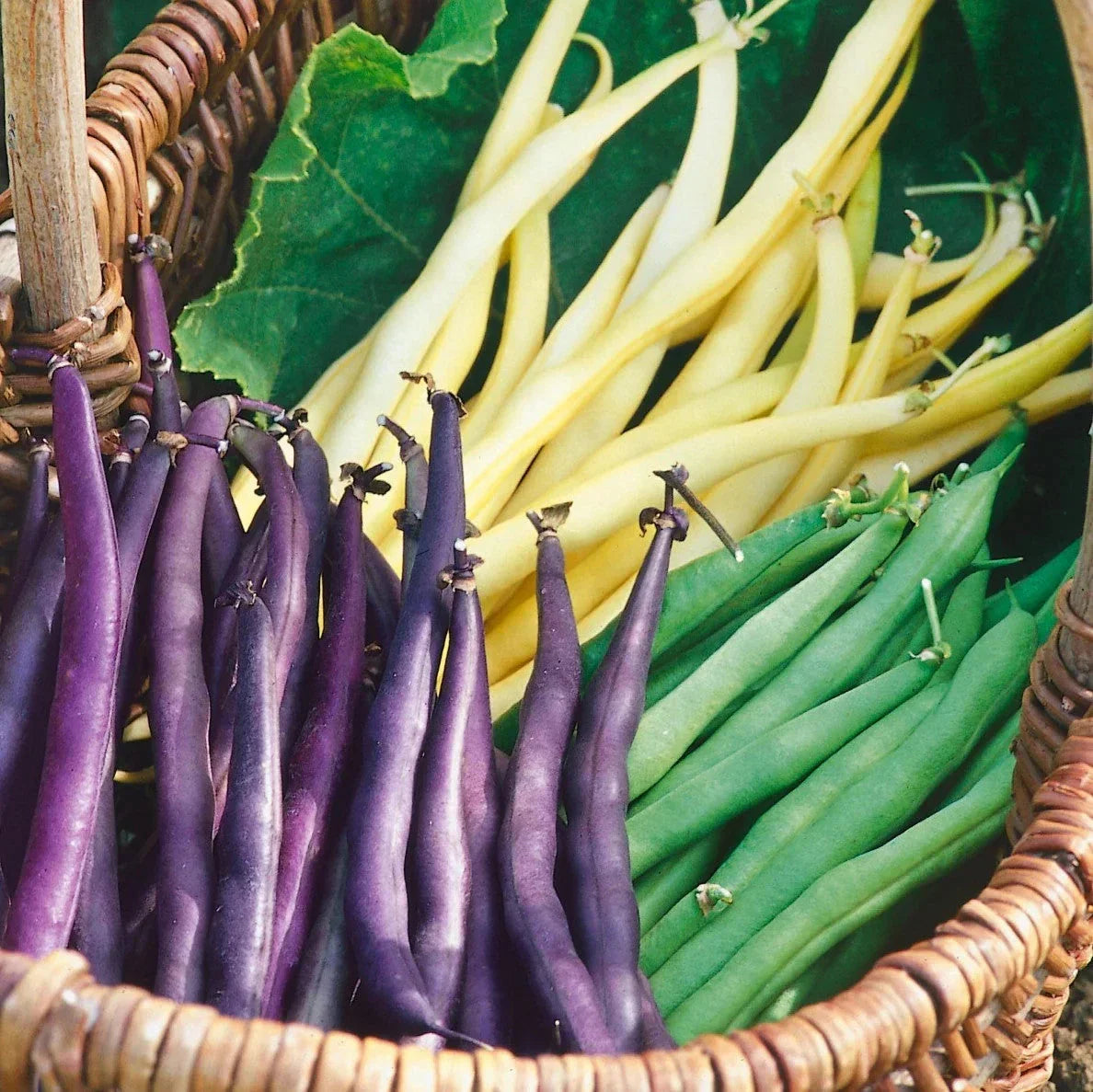 Mardi Gras Blend Green Bean Seeds - 3 Color Mix (Purple, Green, Yellow) - Phaseolus vulgaris - 50 Seeds for 2025 Planting