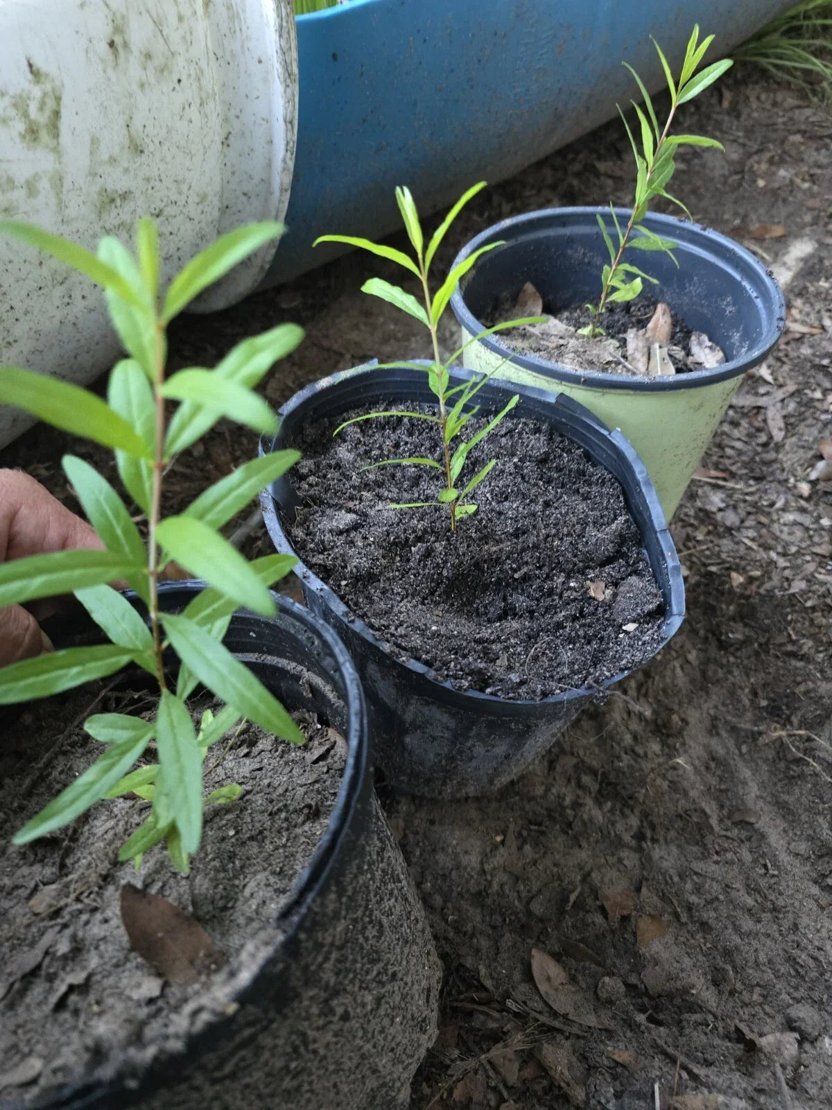 Pomegranate Tree Seedling 12" Parfianka Edible Fruit Plant Punica, Compact Growth, Organic Gardening, Bare Root