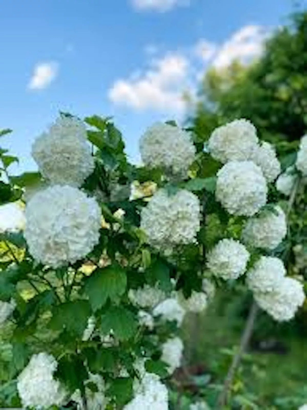 Japanese Snowball Viburnum Shrub 12-18in Bare Root - Viburnum plicatum - Deciduous, White Flowers, Fall Color
