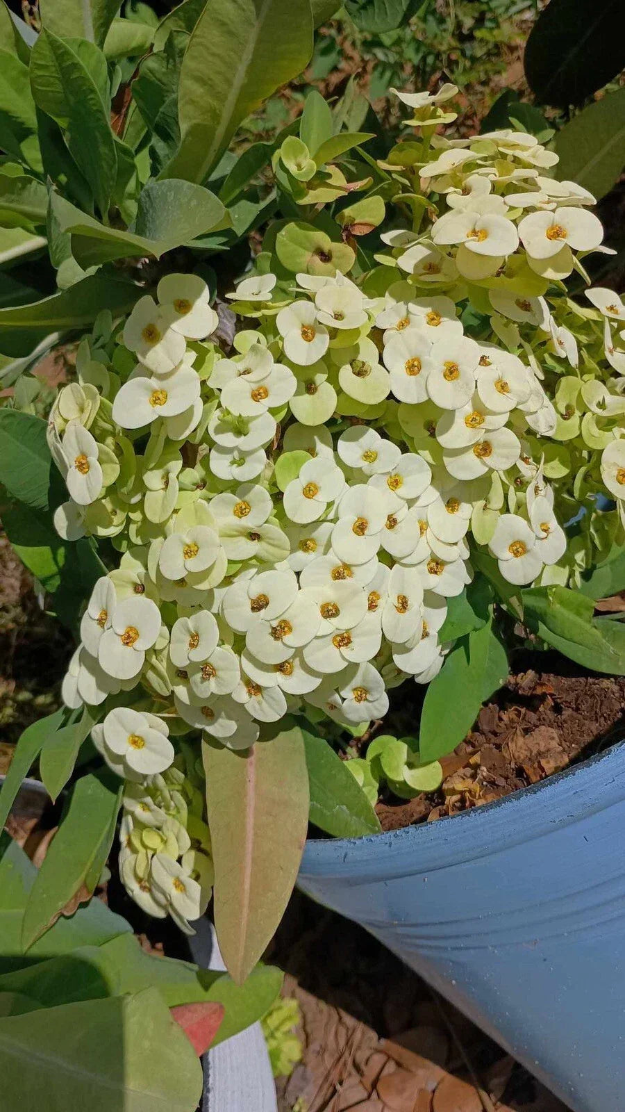 White Crown of Thorns Cutting - 1 Count, Yellow Center, Euphorbia milii, No Roots, Easy Care Indoor/Outdoor Plant