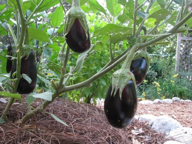 Eggplant Seeds - 30 Pack - Black Beauty - Solanum melongena - Non-GMO Heirloom for Home Gardens and Container Planting