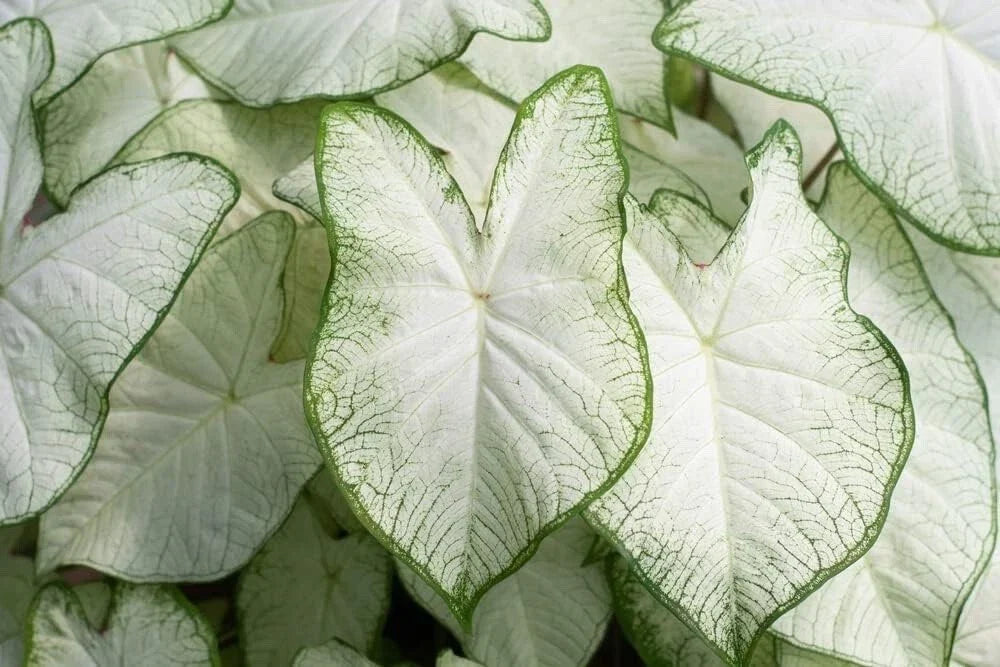 Caladium Bulb for Planting - White Variety - Caladium bicolor - Easy Growing Indoor/Outdoor Plant