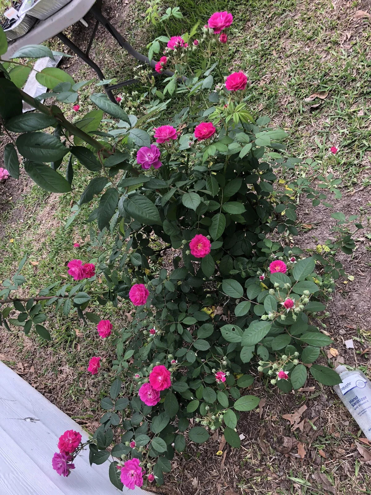 Seven Sisters Rose Cuttings (6) 10-Inch, Rosa Multiflora, Climbing Perennial with Colorful Blooms