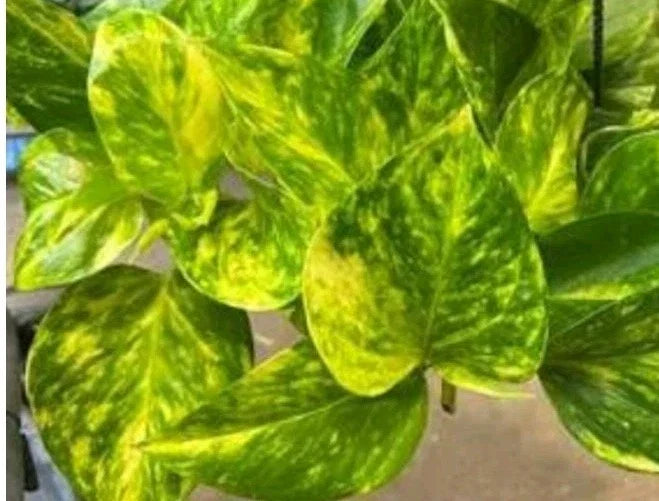 Fernando Fire Pothos Cuttings - 3 Fresh Cuttings, Variegated Orange & Green, Epipremnum aureum, Indoor Plant Decor