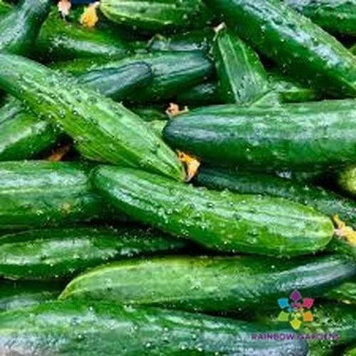 China Jade Cucumber Seeds - 25+ Pack - Organic Cucumis sativus - USA Grown, Non-GMO, Perfect for Home Gardens