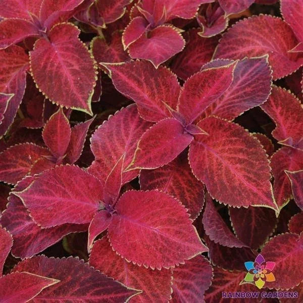 25+ Coleus Seeds | Wizard Velvet Red | Colorful Foliage | Coleus blumei for Garden Planting