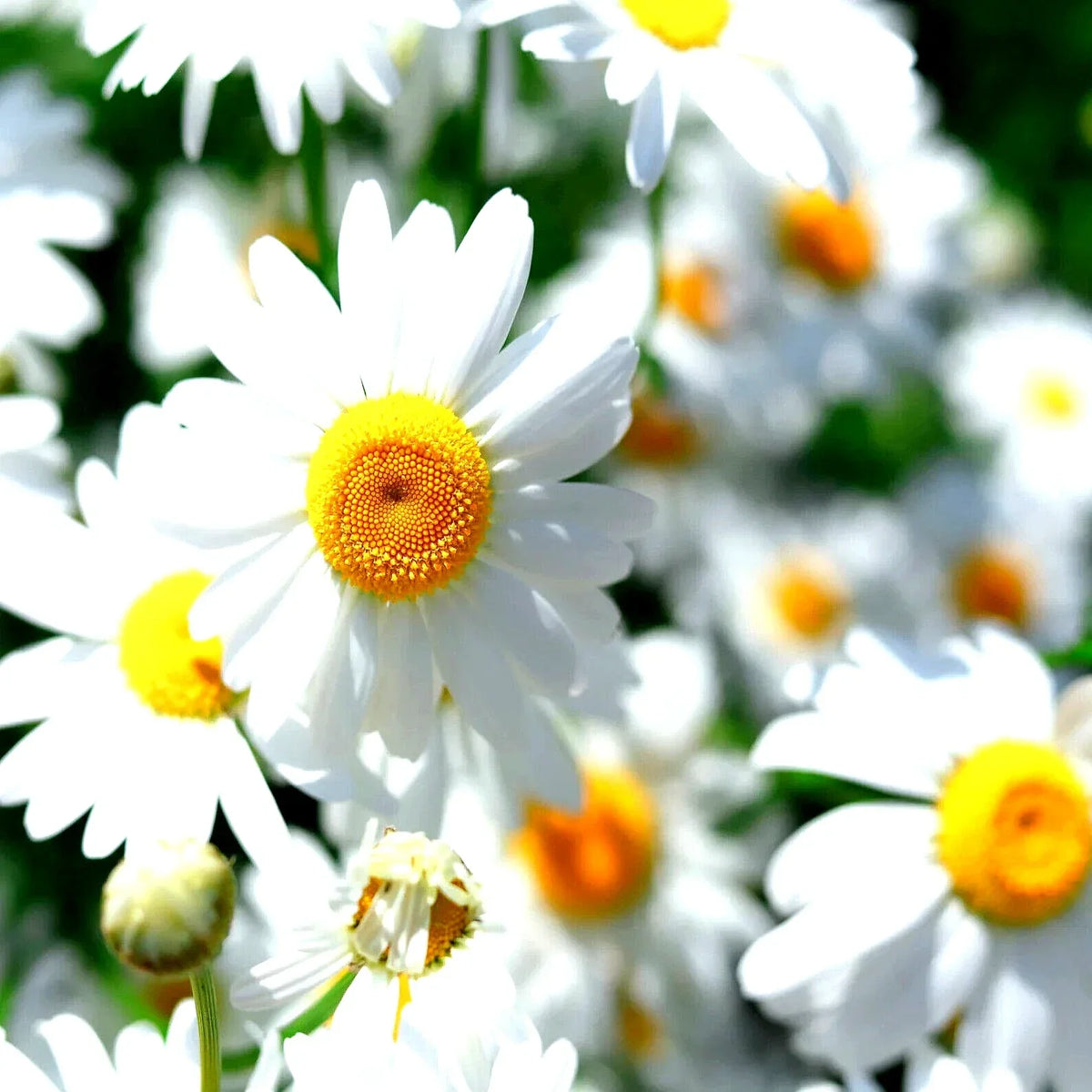 German Chamomile Seeds - 15,000 Non-GMO Heirloom Flower Tea - Matricaria chamomilla - Aromatic Medicinal Herb for Gardens