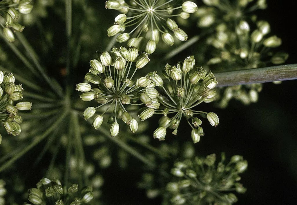 Angelica Seeds - 200 Non-GMO Seeds - Angelica archangelica - Ideal for Herbal Gardens